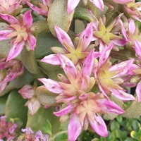 Phedimus (Sedum) obtusifolius